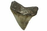 Serrated, Juvenile Megalodon Tooth - North Carolina #351769-1